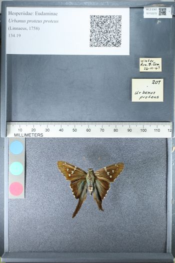 Media type: image;   Entomology 152272